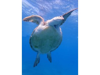 Marsa Mubarak to swim with dugong and turtle